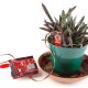 Capacitive Soil Moisture Sensor - I2C Qwiic - SparkFun SEN-30480 Capacitive Soil Moisture Sensor - I2C Qwiic - SparkFun SEN-30480