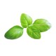 GrowGreen šparagų sėklų rinkinys - bazilikas