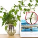 Plant vine holder - 20mm - 10 pcs - self-adhesive hook - Clip