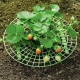 Braškių stovas 30 cm - Sodo atrama - atrama vynmedžiams