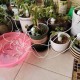 Ceramic waterer - white - Automatic dripper for watering plants