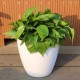PATIO savaiminio drėkinimo vazonas - 22 cm baltas plastikinis vazonas