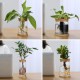 Self-watering Flowerpot - 10.2 cm - White - Automatic Plant Watering