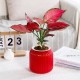 Savaime laistantis gėlių vazonas – 14.5 cm – baltas – su